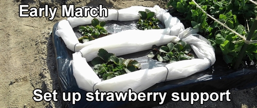 Strawberry fruits support made with non-woven fabric (Keeping strawberries off the ground)