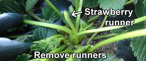 Remove strawberry runners