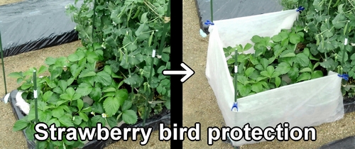 Strawberry bird protection (Bird prevention for outdoor strawberries)