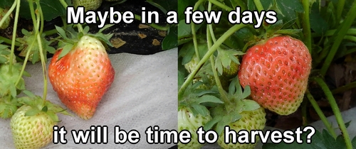 Strawberries that are in the process of ripening