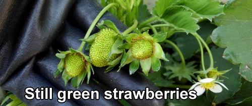 Still green strawberries