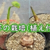 里芋の栽培：種芋の植え付け（さといもの植え付け方）- 家庭菜園の里芋の植え付け