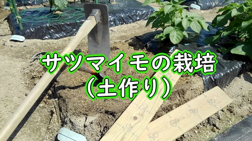 さつまいも（甘藷）の土作り：サツマイモの植え付け準備