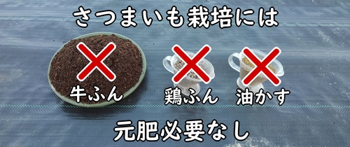 さつまいもの栽培には肥料は不要（さつまいもに適した土＝やせた土）