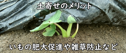 里芋の栽培では土寄せが重要