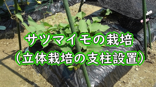 さつまいもの立体栽培（空中栽培）：サツマイモの栽培管理について