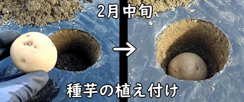 ジャガイモの種芋の植え付け方法（じゃがいもの植え付け適期は、2月中旬から3月頃）
