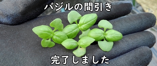 間引いたバジル（スイートバジルの間引き菜）