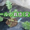 ケールの植え付け（カーリーケールの苗の植え方）