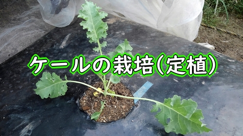 ケールの植え付け（カーリーケールの苗の植え方）