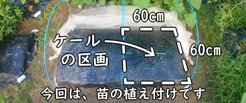 ケールの栽培区画（カーリーケールの植え付け場所）