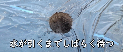 苗は、水が引いてから植える