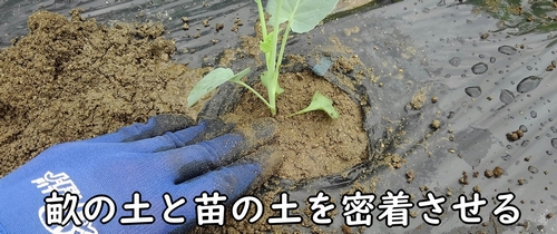 畝の土と苗の土を密着させる