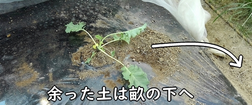 ケール（カーリーケール）の植え付けで余った土は下へ落とす