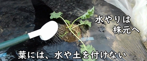 植え付け後のケールに水やり