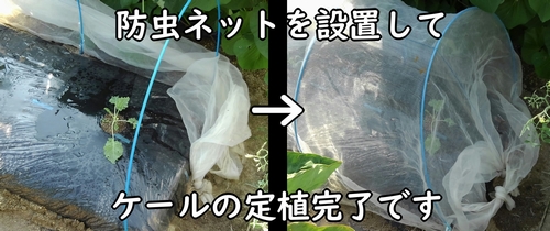 植え付け後のケールに防虫ネットをかぶせる