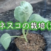 ロマネスコの植え付け（カリッコリー、カリブロの苗の植え方）