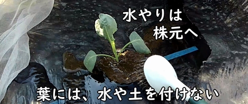 植え付け後のロマネスコに水やり