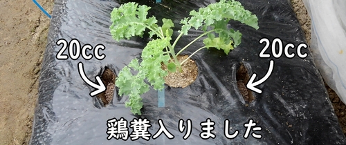 ケールの追肥場所に鶏糞が入りました