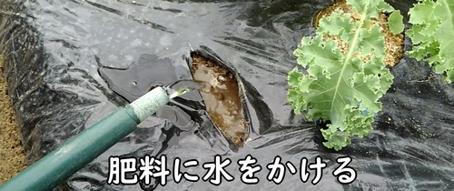 追肥した鶏糞に水をかける