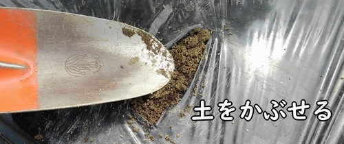 鶏糞に土をかぶせる