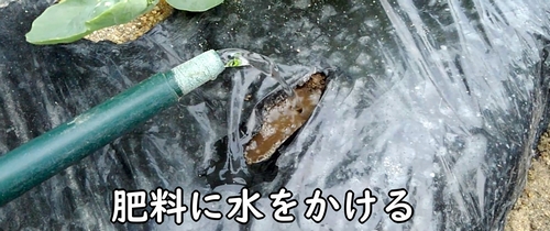 追肥した鶏糞に水をかける