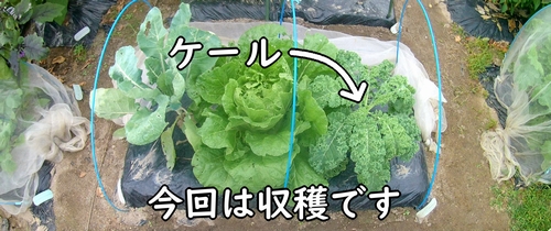 収穫時期になったケール（植え付けから収穫まで世話したカーリーケール）