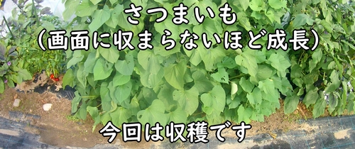 収穫時期になったサツマイモ（5月に定植して、立体栽培で育ててきたさつまいも）