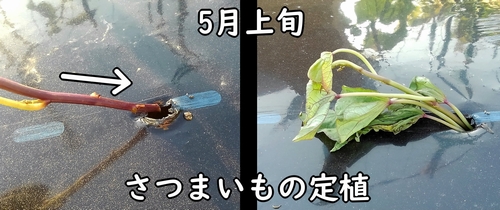 さつまいもの植え付け（芋づるの定植）