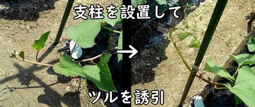 さつまいもの芋づるを支柱に誘引する