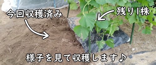 芋掘り待ちのサツマイモ