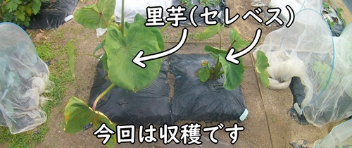 収穫時期になった里芋（5月の植え付け時期から育ててきたサトイモ）