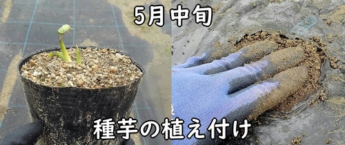 里芋の種芋の植えつけ（サトイモの植え付け時期は、5月中旬でした）