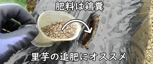 里芋の追肥に使う鶏糞（さといもの肥料におすすめ）