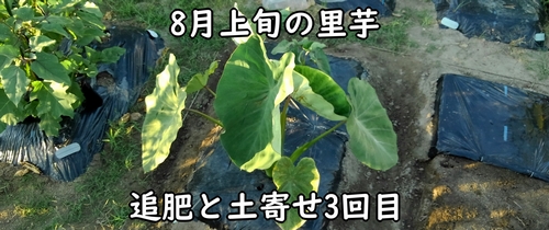 8月上旬のさといもの栽培管理（里芋の追肥と土寄せ3回目）