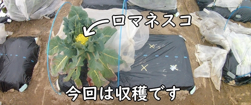 収穫時期になったロマネスコ（植え付けから収穫まで世話したロマネスコ）