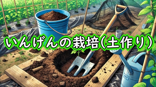 いんげん（さやいんげん）の土作り：いんげん豆の施肥と畝立て